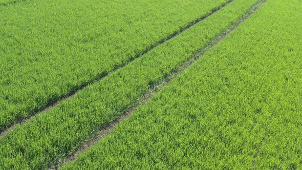 Green wheat grass with tractor tire marks after spraying 4K aerial video alt