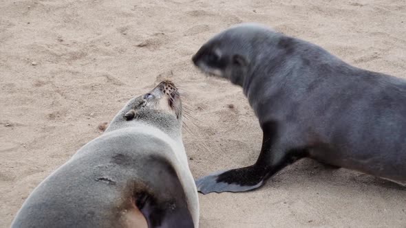 A huge seal colony in Namibia alt