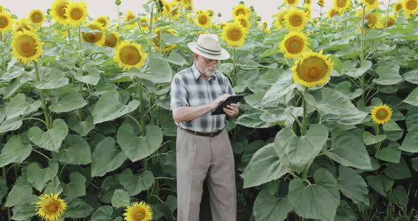 Senior Farmer in Glasses and Hat Using Tablet When Examining Sunflower's Bloom alt