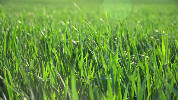 Wind On The Green Grass Fields, Stock Footage | VideoHive