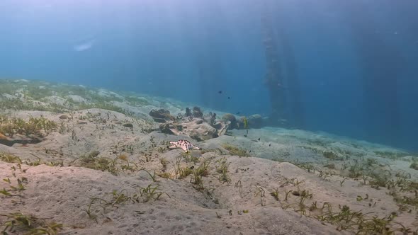 Underwater View of Blue Ocean Near the Sandy Seabed with Corals Sea Grass Starfish and Swimming