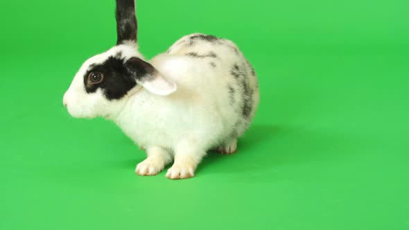 Rabbit On Green Screen alt