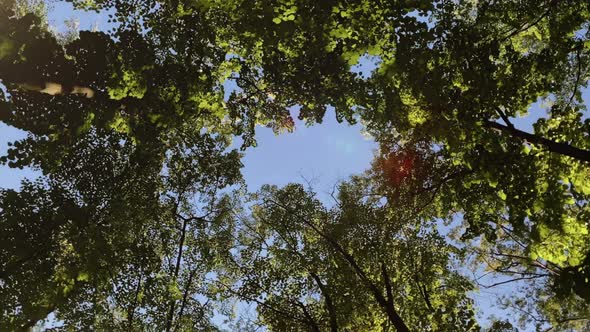Canopy of trees from ground level. Treetops round panorama. Trees in the park. 