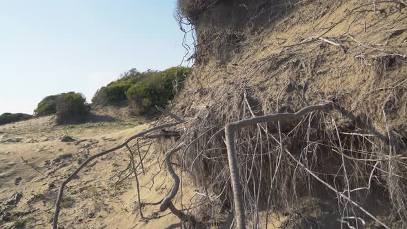 Roots of the Plant Hold the Sand alt