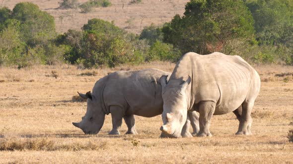 Mid Shot of two Black Rhinos feeding on the African plains in UHD alt