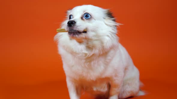 Beautiful White Spitz with Blue Eyes Holding Treat in Her Mouth. Close Up of Dog with Dental Stick alt