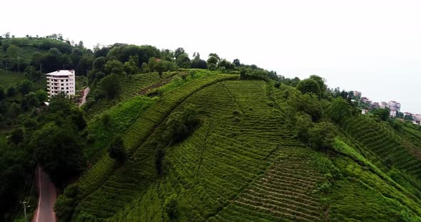 Tea Terrace And City Aerial View