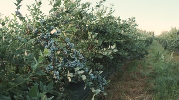 Branch of Ripe Garden Blueberry on a Summer Day in a Blueberries Plant alt