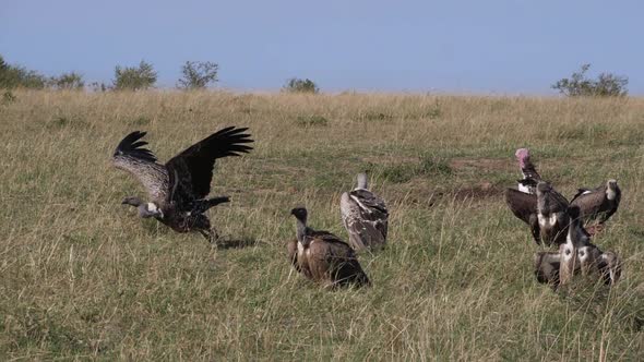 African White Backed Vulture, gyps africanus, Ruppell's Vulture, gyps rueppelli alt