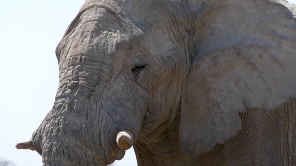 Close Up of a Head of a Huge Old Male Elephant Walking in a Savannah in Etosha alt
