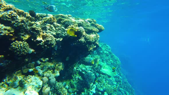 Red Sea Corals Close Up