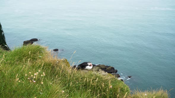 Cute Puffin Sitting on a Edge of a Cliff, Iceland Domestic Animal alt