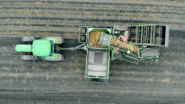Harvesting Process of Potatoes Held By Several Workers and a Tractor in a Top View alt