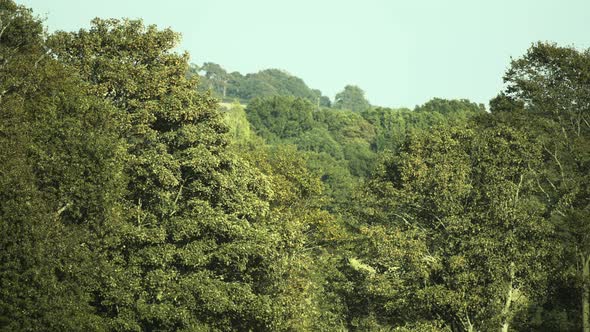 A bird fly's across dense and fully leafed summer trees in England on a warm day. alt