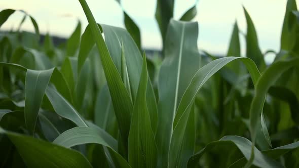 Corn Stalks Swaying On the Wind alt