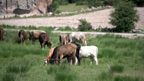 Feeding Cows in Green Field