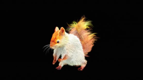 68 White Squirrel Dancing HD alt