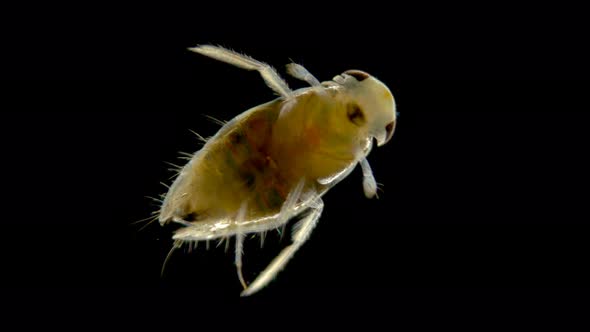 Adult Larva of the Water Bug Notonecta Glauca Under a Microscope alt