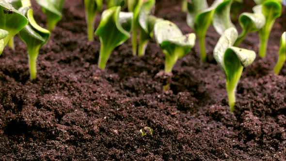 Young Green Shoots Grow and Reach for the Sun