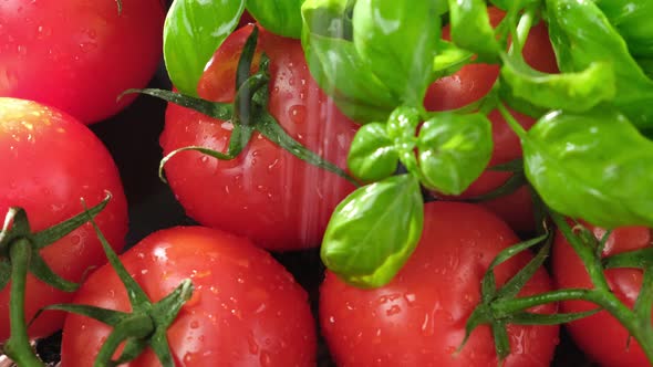 Fresh Ripe  Red Tomatoes And Green Basil Leaves. Tomatoes Are Watered. Raw Organic Vegetables.