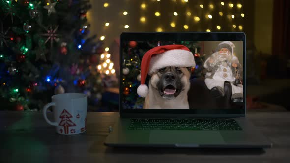 Cute Dog in a Santa Claus Hat on Videocall