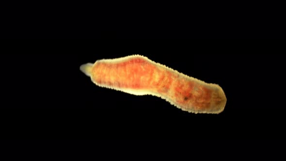 Oligochaeta Worm Under a Microscope, Type Annelida, Sample Found at Lake Baikal alt