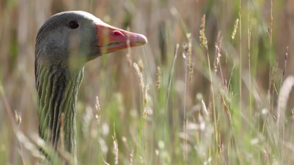 Detailed Close Up Of Greylag Goose Head And Neck In Long Grass On Sunny Summer Day