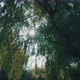 Sun View Through River Forest - VideoHive Item for Sale