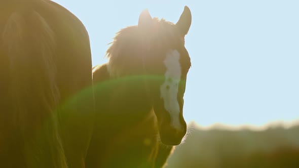 Close Up Shot Og Head of Nice Brown Horse Grazing in Dawn Lights in Carpathians Ukraine alt