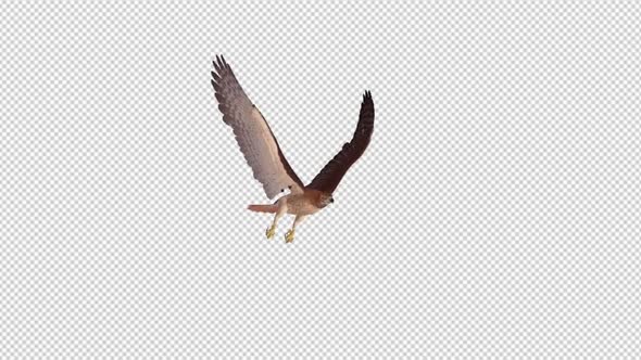 Red Tail Hawk - 4K Flying Loop - Side Angle