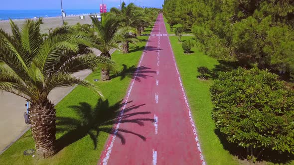 Bicycle path along palm alley overlooking blue sea alt