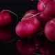 close-up on a radish in the dark - VideoHive Item for Sale