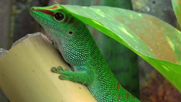 Crimson Giant Day Gecko under leaf holding still on bamboo alt