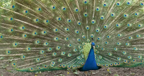 4K - Peacock alt