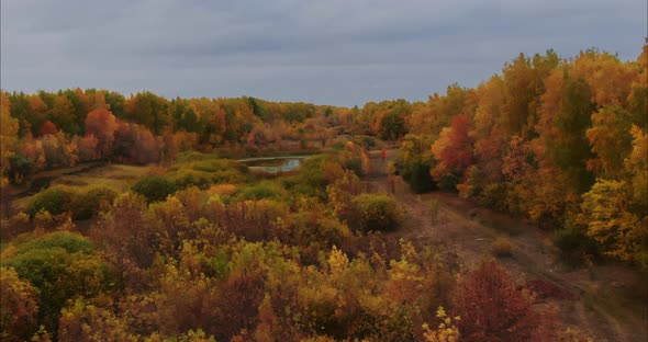 Copter Flies Over the Autumn Forest Yellow and Green Foliage Trees alt