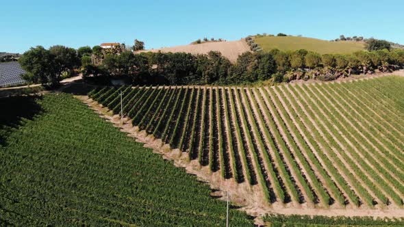 Aerial view of vineyards in Marche region, Italy alt