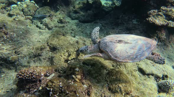 cute green sea turtle (Chelonia mydas) alt
