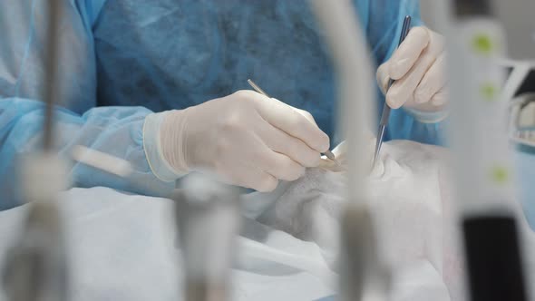 The Dentist Surgeon Prepares for the Implantation of a Dental Implant in a Dental Clinic