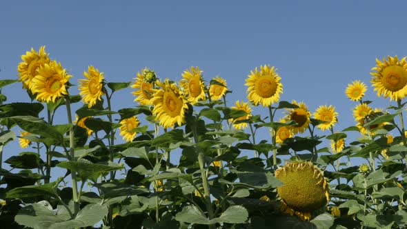 Plant heads of sunflower Helianthus annuus  close-up 4K video alt