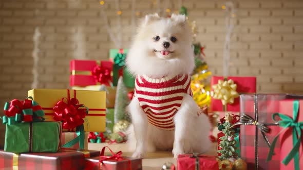 happiness and cheerful Dog breed white color pomeranian with gifts present boxes alt