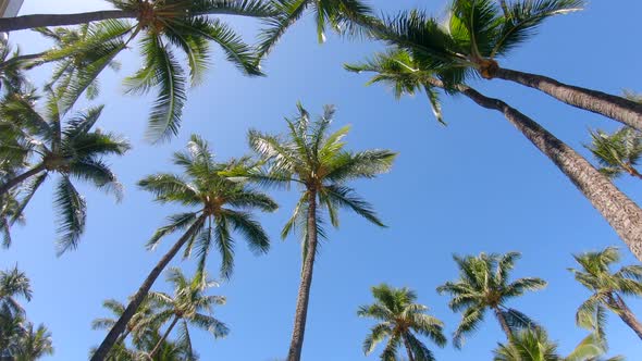 Palm trees provide shade in Maui, Hawaii alt
