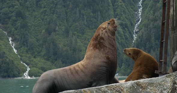North American Sea Lion and Pup on Scenic Coastline of Alaska, USA, Slow Motion Full Frame Close Up. alt