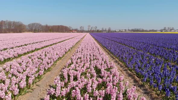 Flying Over Blossoming Dutch Hyacinth Fields At Daytime - aerial drone shot alt