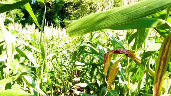 Walking inside the cornfield, slow motion alt
