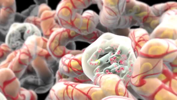 Removal of urine from the body alt