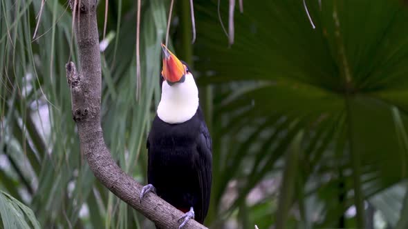 Close up of a toco toucan standing on a branch surrounded by nature looking around on a rainy day. S alt