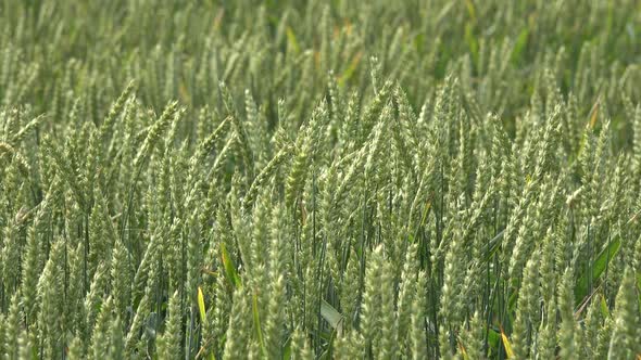Wheat Rye Ear Move in Wind in Rural Agriculture Field