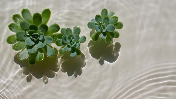 Green Succulent Flowers on Water Surface and of Waves on Pastel Beige Background alt