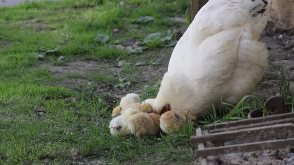 Hen sitter teaching her chickens pecking insects on the grass yard. HD 60fps alt
