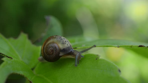 Life of snails in the nature alt